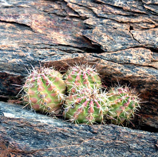 Cactus